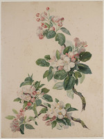 Z 077
<br/>
Twee takken appelbloesem
<br/>
<em>Brandt, Albertus Jonas (1788-1821)</em>